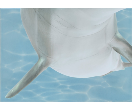 Панно Березакерамика Лазурь Дельфины 6, 250х350 мм Фотография_0