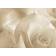 Плитка керамическая Березакерамика Богема РОЗА бежевый панно 1 250х350 Фотография_0