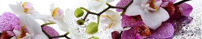 Фартук для кухни АБС глянец 0,60*3,0м Цветы Орхидеи
