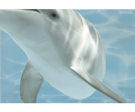 Панно Березакерамика Лазурь Дельфины 8, 250х350 мм Фотография_0