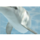 Панно Березакерамика Лазурь Дельфины 8, 250х350 мм Фотография_0
