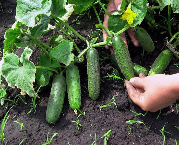 Как выращивать овощи круглый год в теплице из поликарбоната