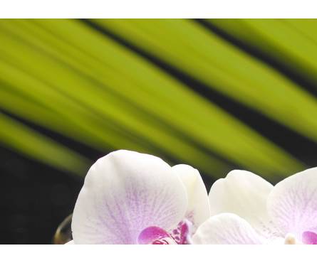 Панно 1 Belani Азалия Орхидея 250 х 350 мм, фисташковый Фотография_0