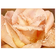 Фотообои Чайная роза, 268х196 см  Фотография_0