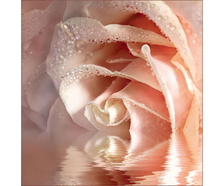 Фотообои VOSTORG Кремовая роза, 196х201 см Фотография_0