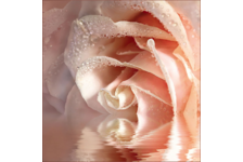 Фотообои VOSTORG Кремовая роза, 196х201 см