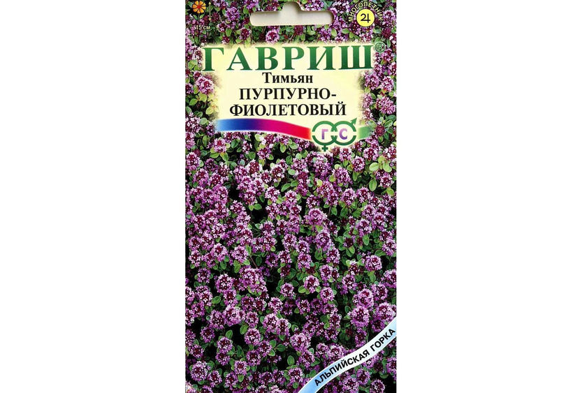 Тимьян пурпурный ковер выращивание из семян фото