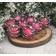 Набор елочных шаров d 6 см бордо Жемчужный орион (8 шт/уп) Фотография_1